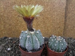 Astrophytum Z Jasenné pot 6,5 cm - 12406523