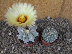 Astrophytum Z Jasenné pot 6,5 cm - 12406524