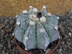 Astrophytum Z Jasenné pot 6,5 cm - 12406525