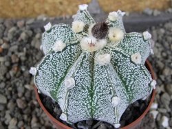 Astrophytum Z Jasenné pot 6,5 cm - 12406526