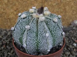 Astrophytum Z Jasenné pot 6,5 cm - 12406527