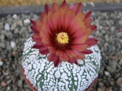 Astrophytum Super Kabuto X red flower oibo akabana, pot 5,5 cm