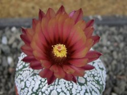 Astrophytum Super Kabuto X red flower oibo akabana, pot 5,5 cm - 12406542