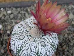 Astrophytum Super Kabuto X red flower oibo akabana, pot 5,5 cm - 12406543