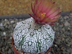 Astrophytum Super Kabuto X red flower oibo akabana, pot 5,5 cm - 12406544