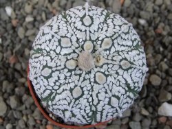 Astrophytum Super Kabuto X red flower oibo akabana, pot 5,5 cm - 12406545