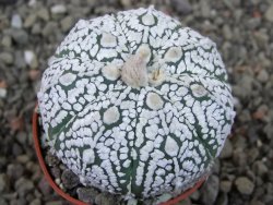 Astrophytum Super Kabuto X red flower oibo akabana, pot 5,5 cm - 12406546