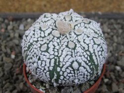 Astrophytum Super Kabuto X red flower oibo akabana, pot 5,5 cm - 12406547