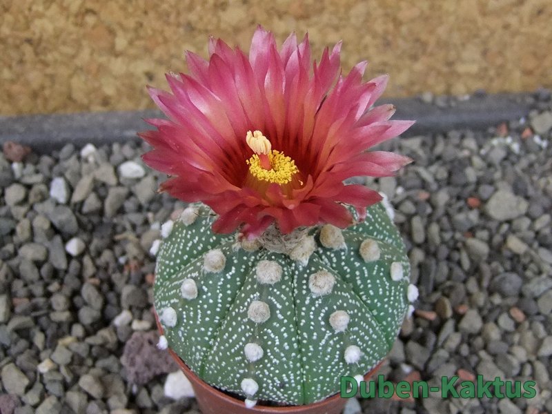 Astrophytum asterias X red flower oibo akabana, pot 5,5 cm