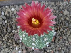 Astrophytum asterias X red flower oibo akabana, pot 5,5 cm - 12406563