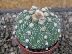 Astrophytum asterias X red flower oibo akabana, pot 5,5 cm - 12406565
