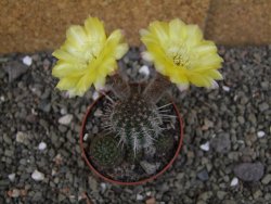 Lobivia sp. žlutý květ, pot 5,5 cm - 12406566