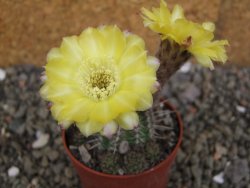 Lobivia sp. žlutý květ, pot 5,5 cm - 12406567