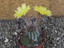 Lobivia sp. žlutý květ, pot 5,5 cm