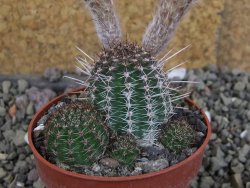 Lobivia sp. žlutý květ, pot 5,5 cm - 12406570