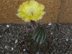 Lobivia sp. žlutý květ, pot 5,5 cm - 12406571