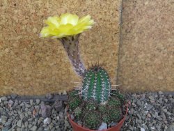 Lobivia sp. žlutý květ, pot 5,5 cm