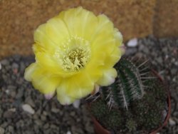 Lobivia sp. žlutý květ, pot 5,5 cm - 12406573