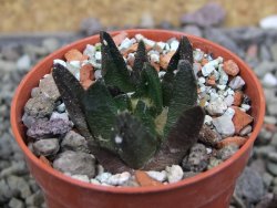 Ariocarpus scapharostrus Rayones, pot 5,5 cm - 12406591