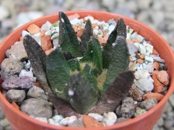 Ariocarpus scapharostrus Rayones, pot 5,5 cm - 12406592