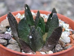 Ariocarpus scapharostrus Rayones, pot 5,5 cm