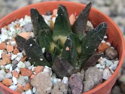 Ariocarpus scapharostrus Rayones, pot 5,5 cm - 12406594