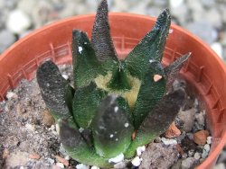 Ariocarpus scapharostrus Rayones, pot 5,5 cm - 12406595