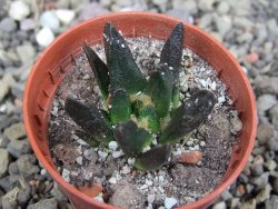 Ariocarpus scapharostrus Rayones, pot 5,5 cm - 12406596