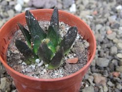 Ariocarpus scapharostrus Rayones, pot 5,5 cm - 12406597
