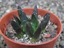 Ariocarpus scapharostrus Rayones, pot 5,5 cm