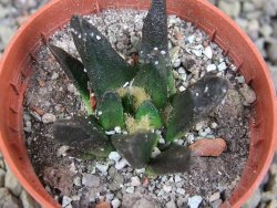 Ariocarpus scapharostrus Rayones, pot 5,5 cm - 12406599