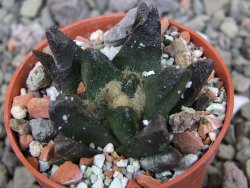 Ariocarpus scapharostrus Rayones, pot 5,5 cm