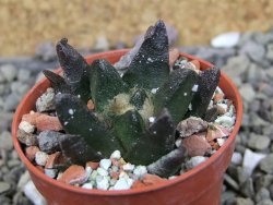 Ariocarpus scapharostrus Rayones, pot 5,5 cm - 12406601