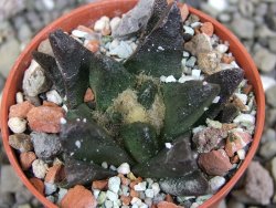 Ariocarpus scapharostrus Rayones, pot 5,5 cm - 12406602