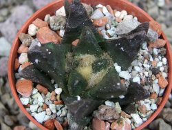 Ariocarpus scapharostrus Rayones, pot 5,5 cm - 12406603