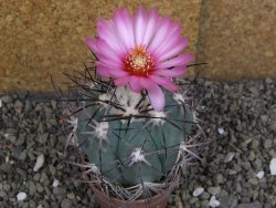 Echinocactus horizonthalonius km 138 El Hundido, pot 7 cm