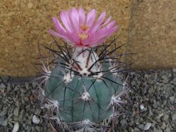 Echinocactus horizonthalonius km 138 El Hundido, pot 7 cm - 12406645