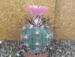 Echinocactus horizonthalonius km 138 El Hundido, pot 7 cm - 12406646