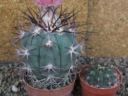 Echinocactus horizonthalonius km 138 El Hundido, pot 7 cm - 12406647