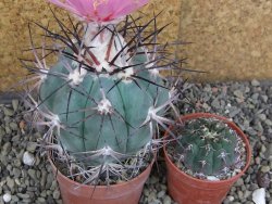 Echinocactus horizonthalonius km 138 El Hundido, pot 7 cm - 12406648