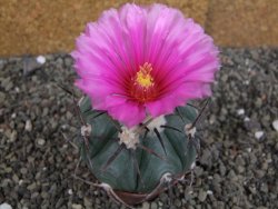 Echinocactus horizonthalonius Cuatro Cienegas, pot 7 cm