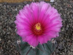 Echinocactus horizonthalonius Cuatro Cienegas, pot 7 cm - 12406650