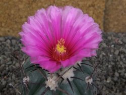 Echinocactus horizonthalonius Cuatro Cienegas, pot 7 cm - 12406651