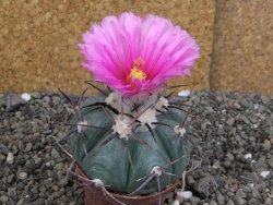 Echinocactus horizonthalonius Cuatro Cienegas, pot 7 cm - 12406652