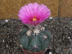 Echinocactus horizonthalonius Cuatro Cienegas, pot 7 cm - 12406653
