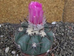 Echinocactus horizonthalonius Cuatro Cienegas, pot 7 cm - 12406654
