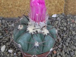 Echinocactus horizonthalonius Cuatro Cienegas, pot 7 cm - 12406655