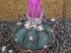 Echinocactus horizonthalonius Cuatro Cienegas, pot 7 cm - 12406656