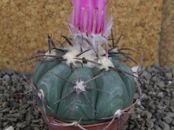 Echinocactus horizonthalonius Cuatro Cienegas, pot 7 cm - 12406657