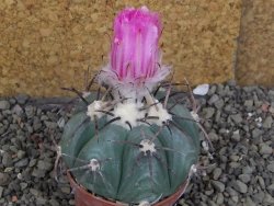 Echinocactus horizonthalonius Cuatro Cienegas, pot 7 cm - 12406658